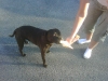 Staffy